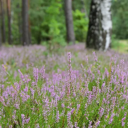 W Kratke 56 Zalakowo